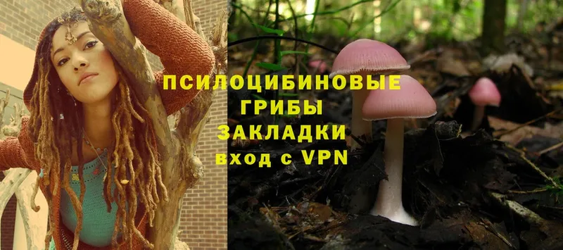 закладка  Надым  Галлюциногенные грибы Psilocybine cubensis 